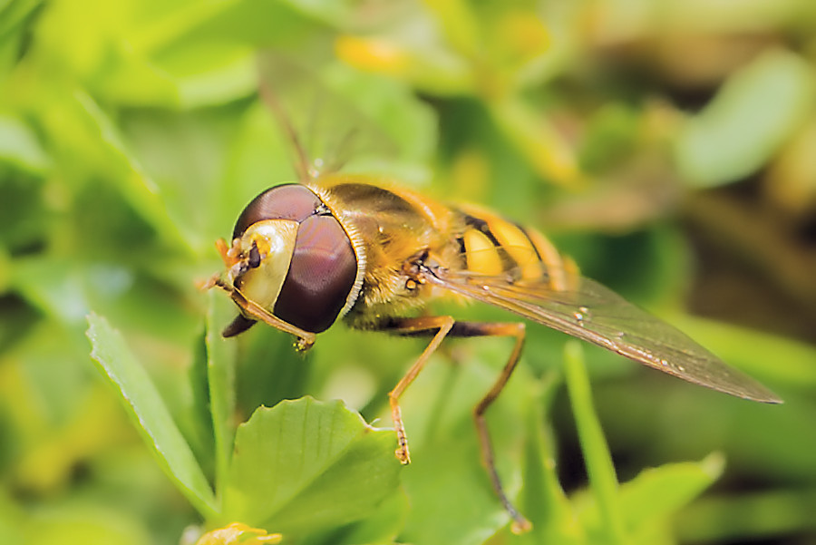 Schwebefliege