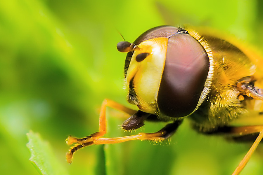 Schwebefliege