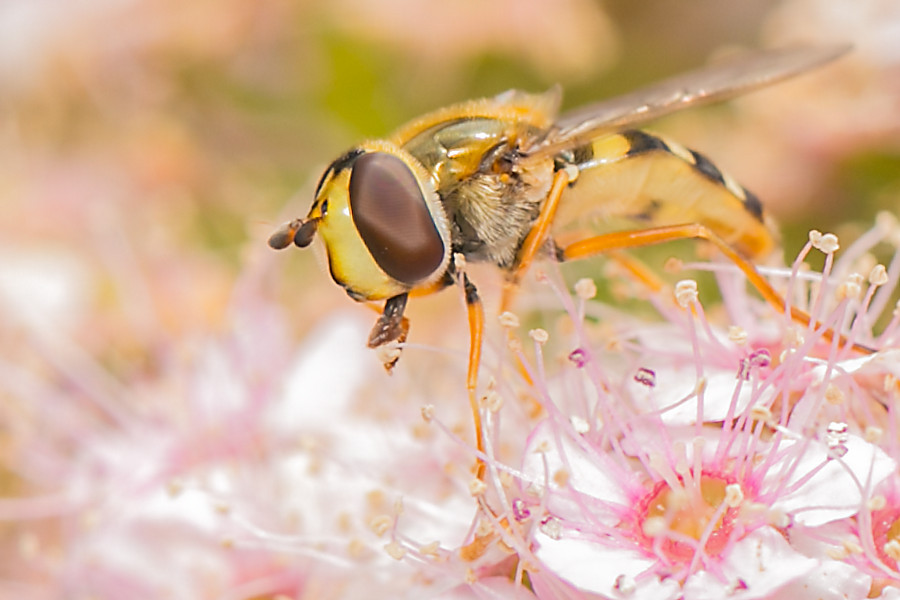Schwebefliege