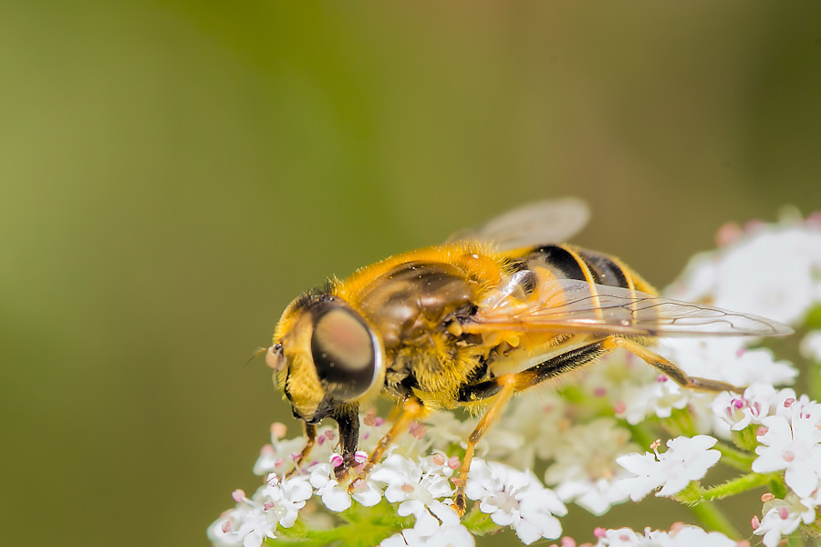 Schwebefliege