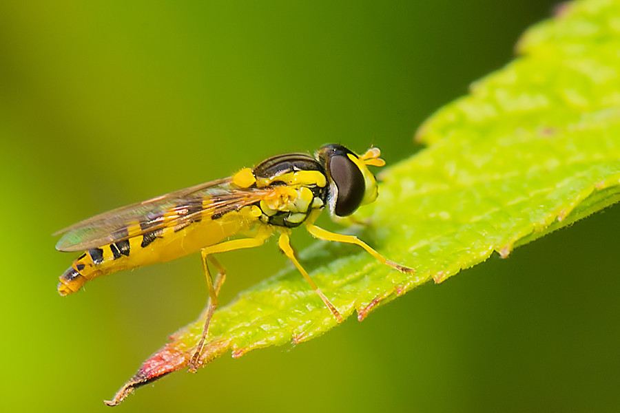 Schwebefliege