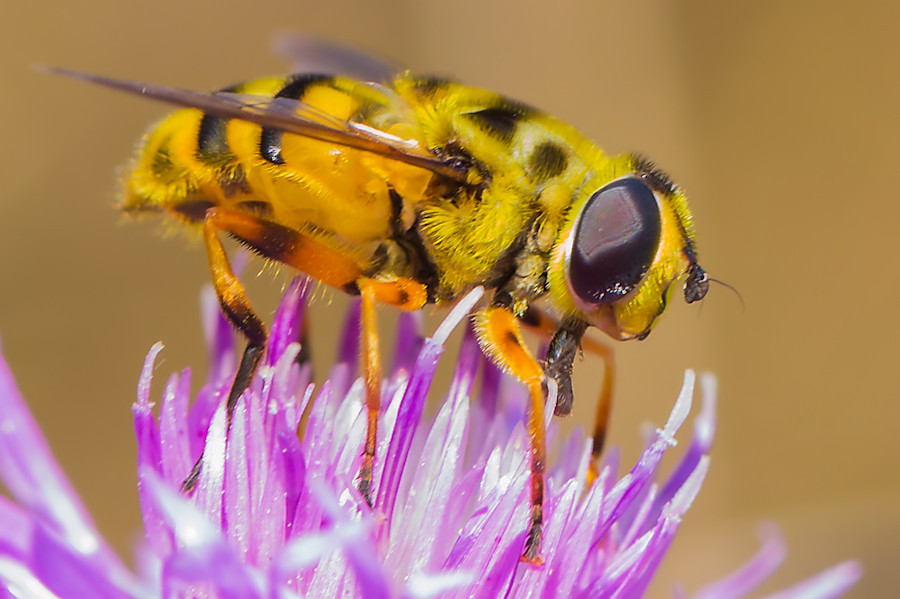Schwebefliege
