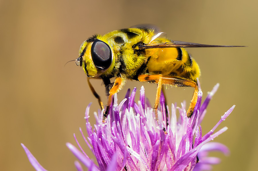 Schwebefliege