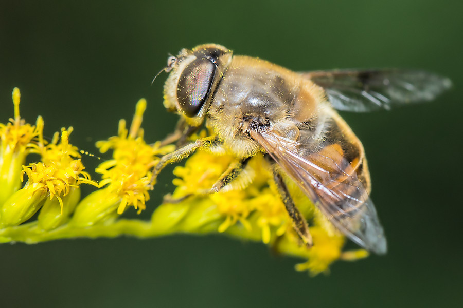 Schwebefliege