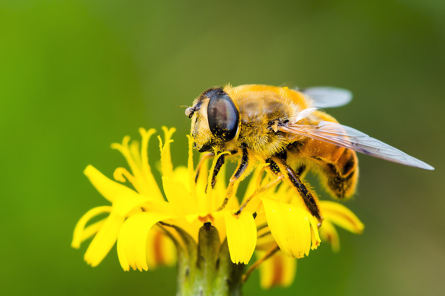 Schwebefliege