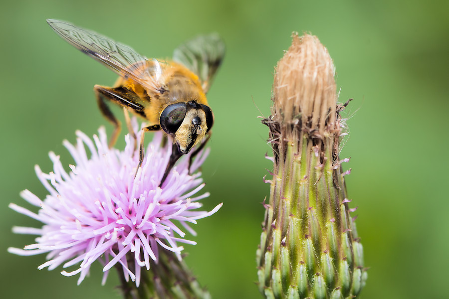 Schwebefliege