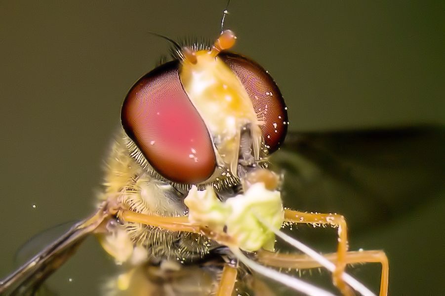 Schwebefliege Kopf