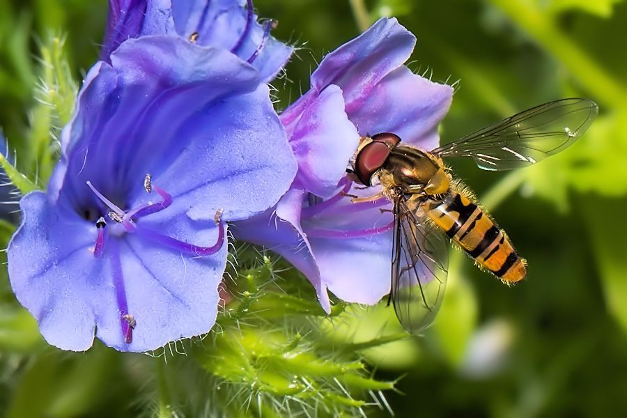Schwebefliege an blauer Blüte