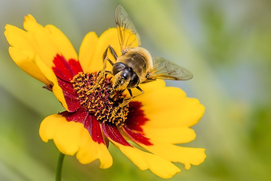 Schwebefliege auf Blüte