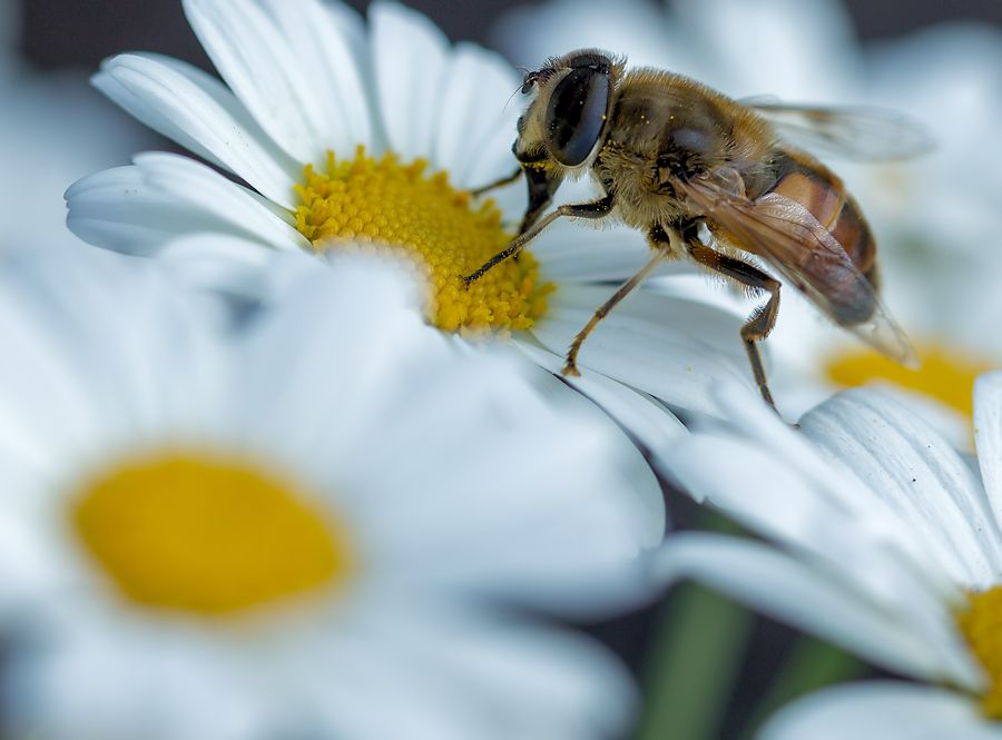 Schwebefliege auf Gänseblümchen