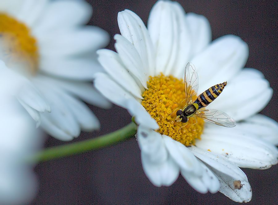 Schwebefliege auf Gänseblümchen