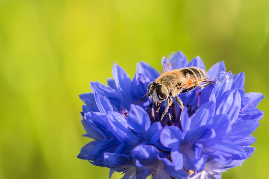 Schwebefliege auf Kornblume
