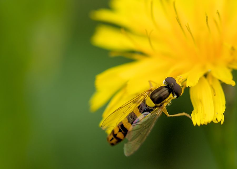 Schwebefliege auf Löwenzahnblüte