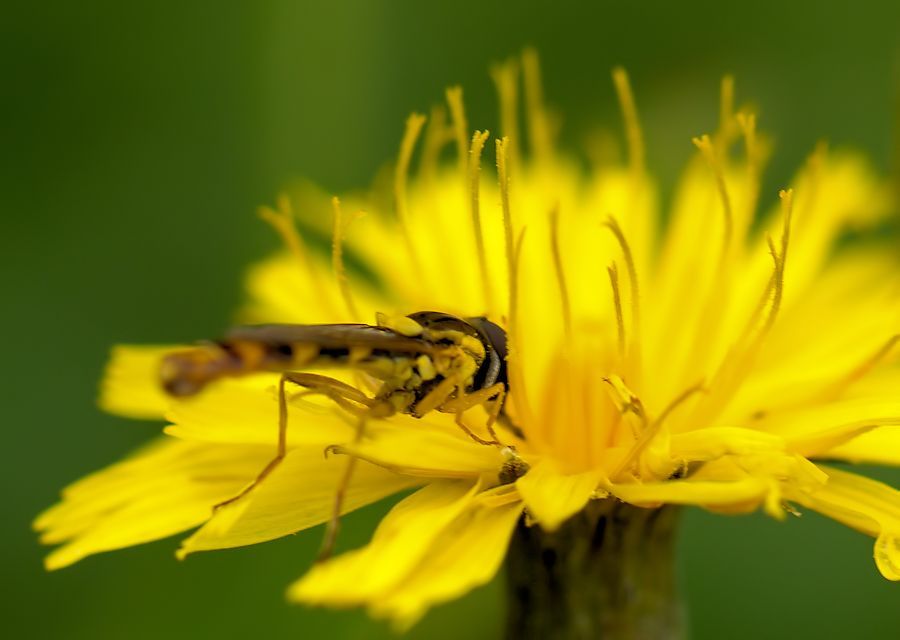 Schwebefliege auf Löwenzahnblüte