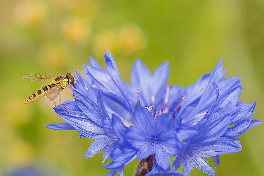 Schwebefliege auf blauer Blüte