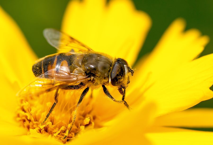 Schwebefliege auf gelber Blüte