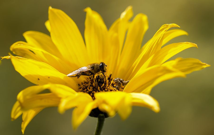 Schwebefliege auf gelber Blüte