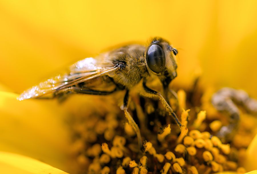 Schwebefliege auf gelber Blüte
