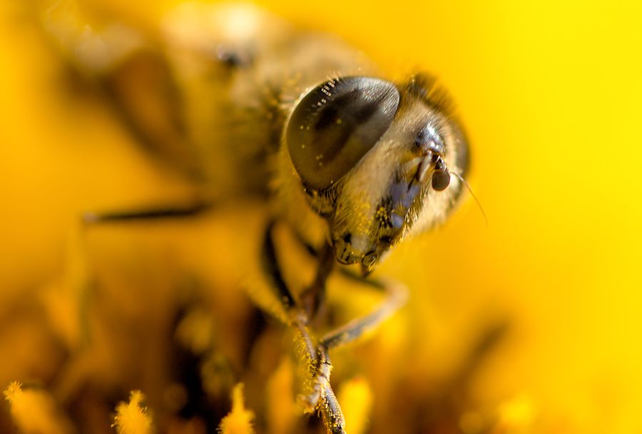 Schwebefliege auf gelber Blüte
