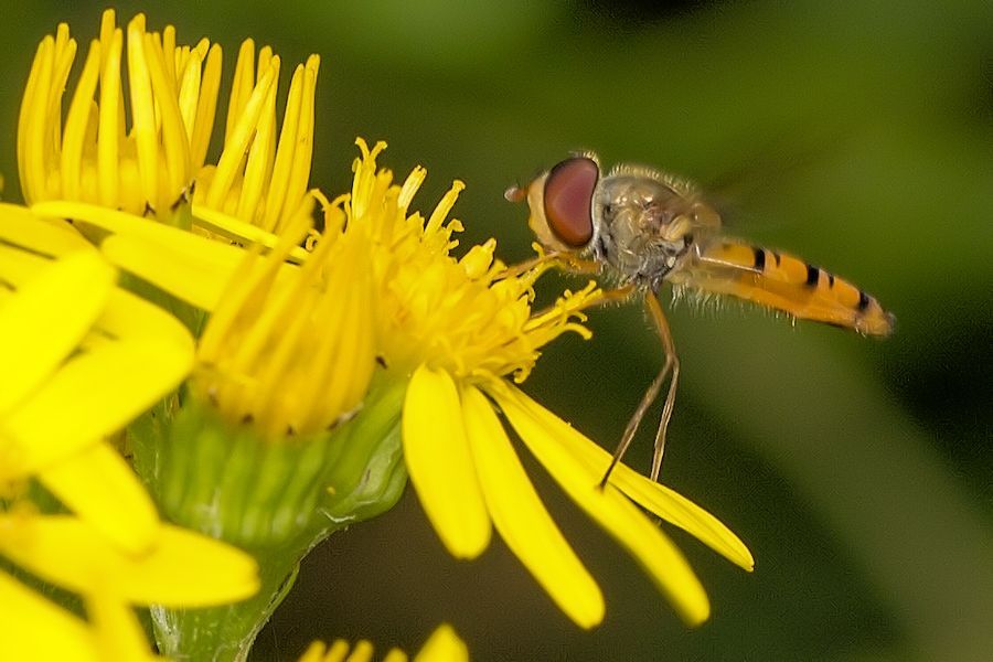 Schwebefliege auf gelber Blüte