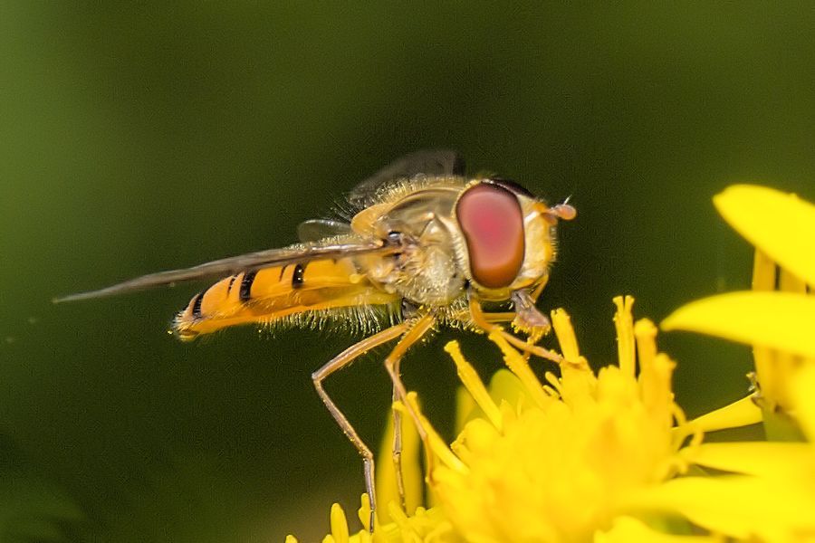 Schwebefliege auf gelber Blüte