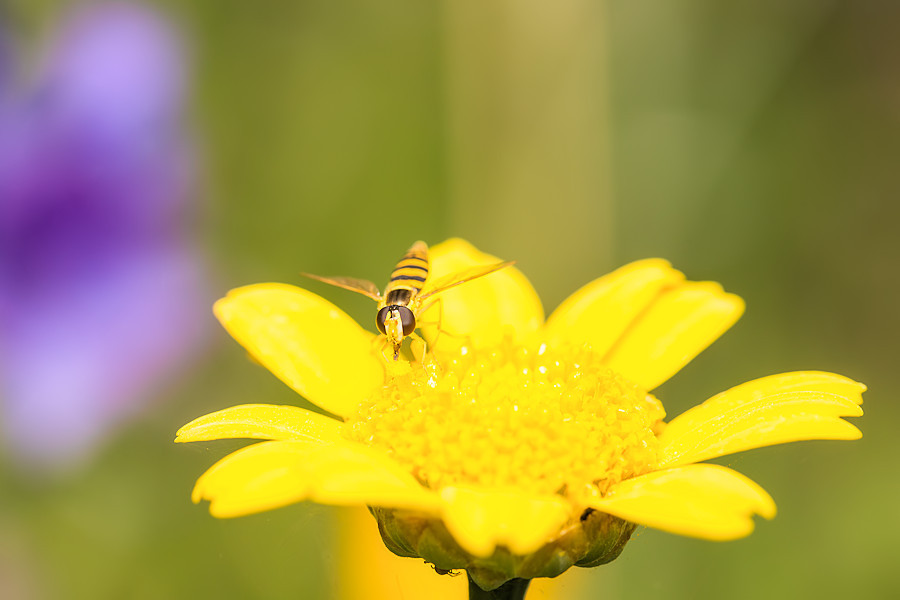 Schwebefliege auf gelber Blüte