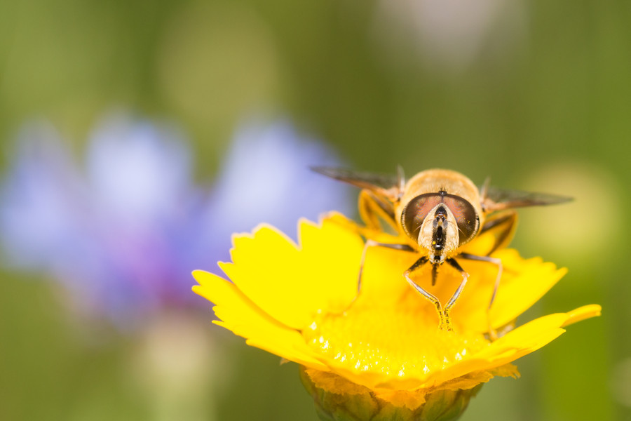 Schwebefliege auf gelber Blüte