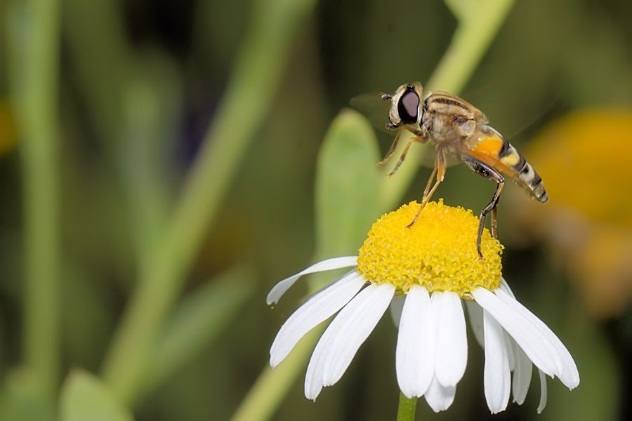 Schwebefliege beim Abflug von einer Margerite