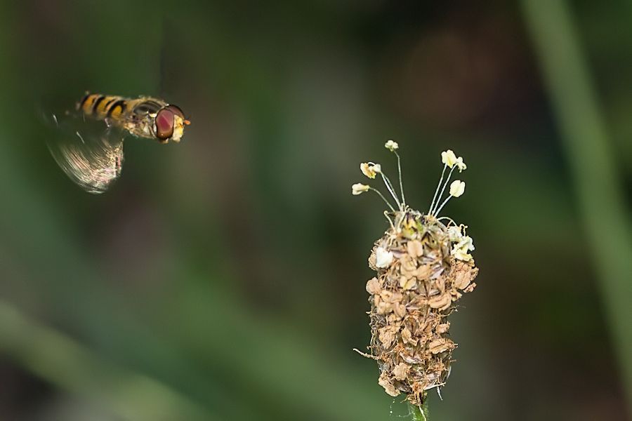 Schwebefliege im Anflug
