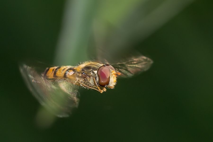 Schwebefliege im Flug