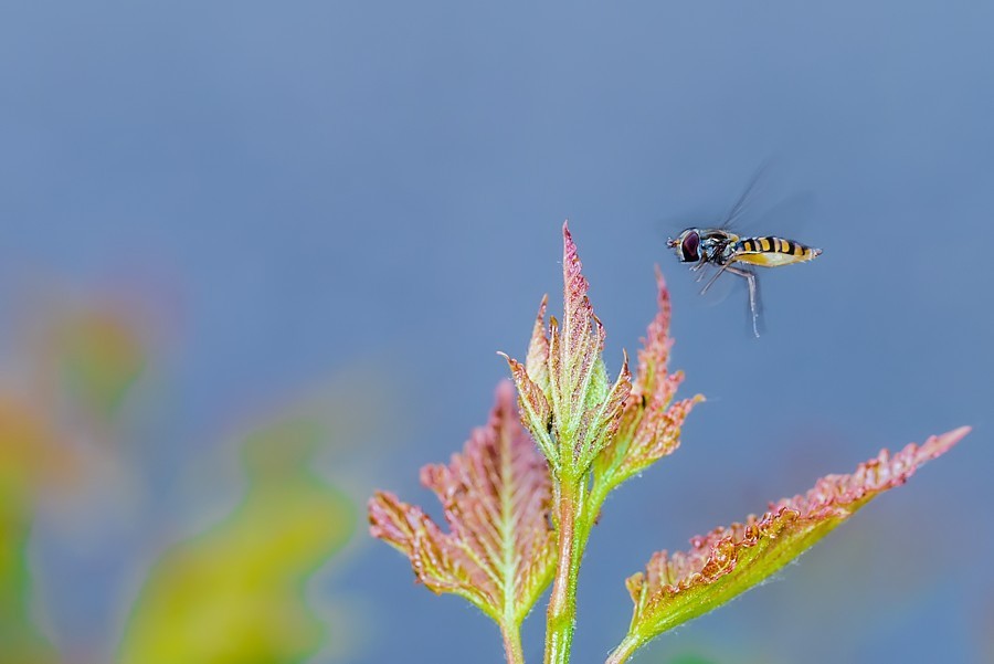 Schwebefliege im Flug