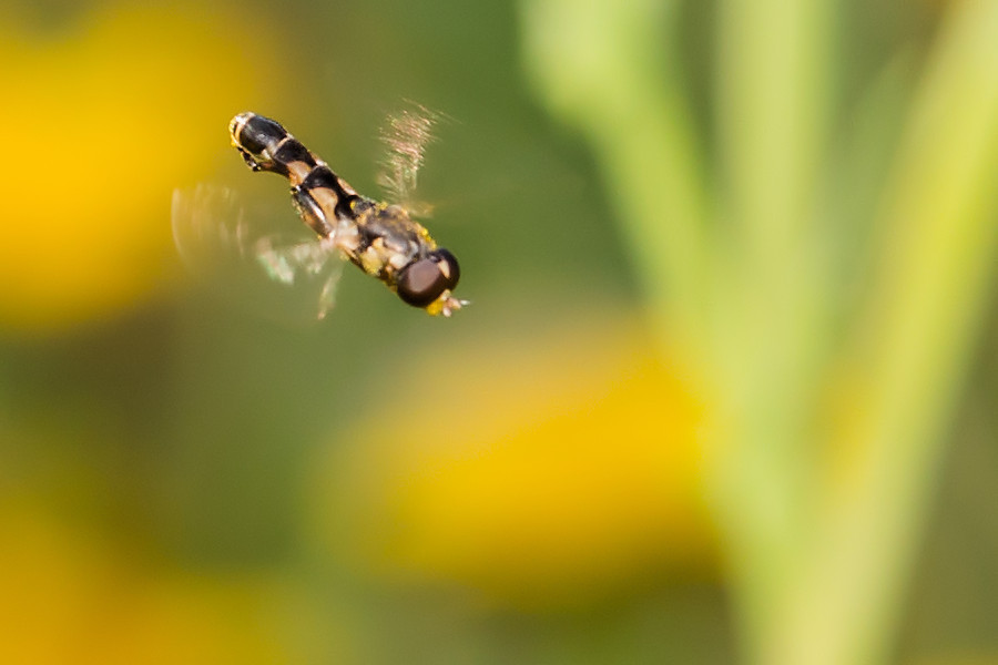 Schwebefliege im Flug