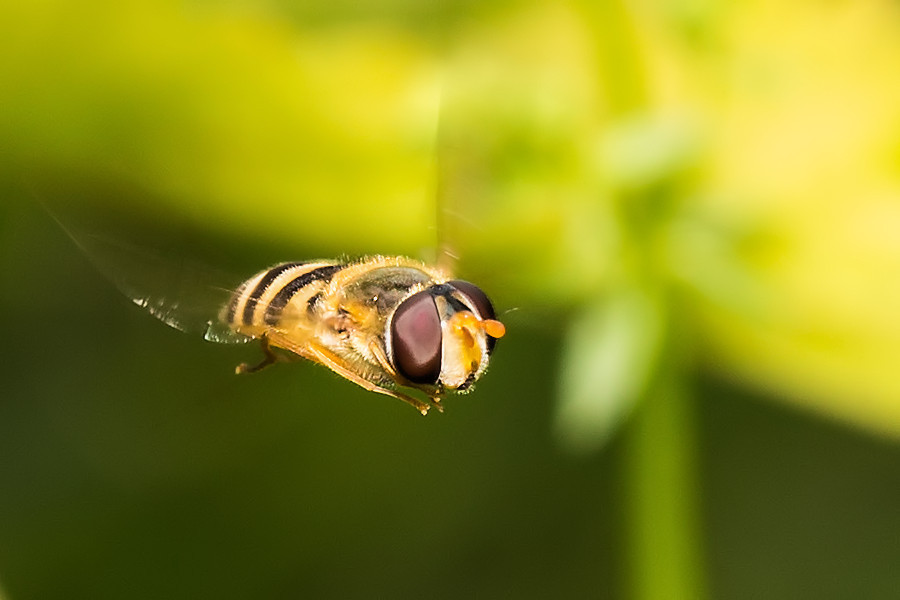 Schwebefliege im Schwebeflug