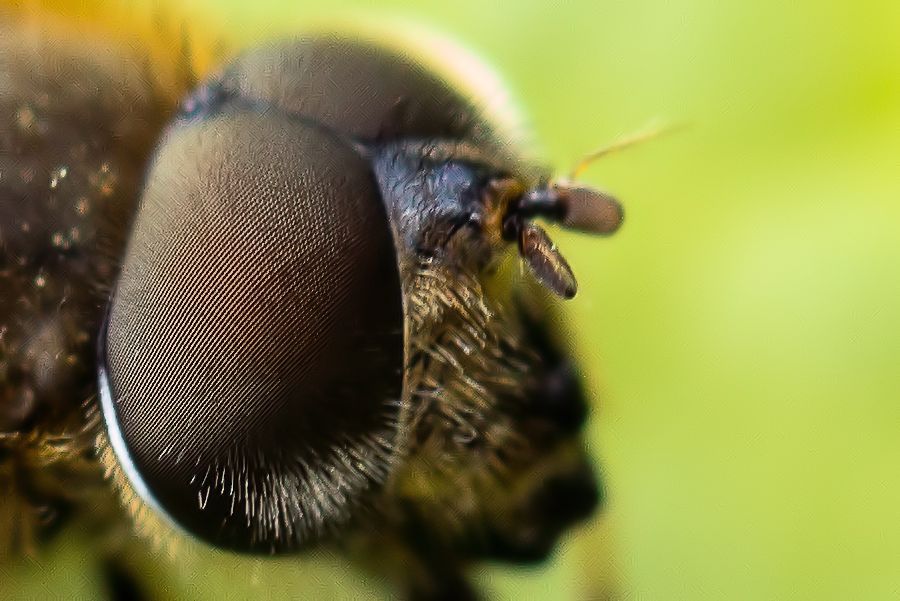 Schwebefliegenkopf