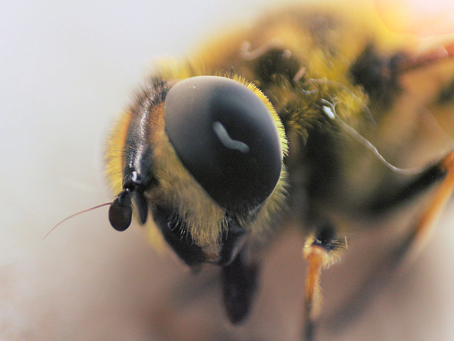 Schwebfliege