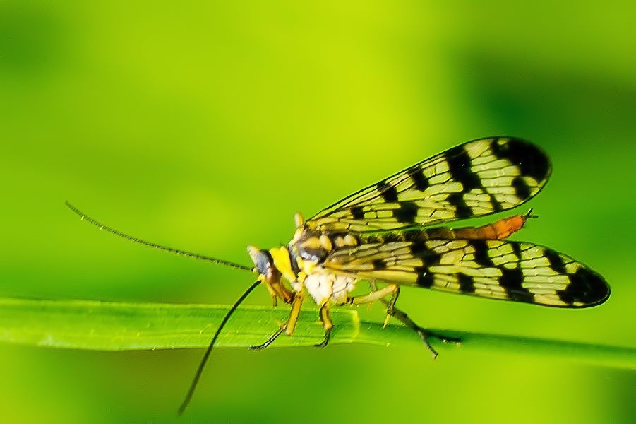 Skorpionsfliege