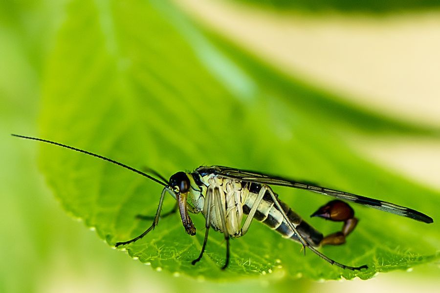 Skorpionsfliege