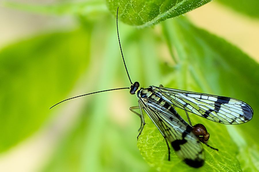 Skorpionsfliege
