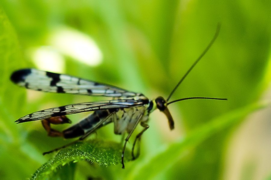 Skorpionsfliege