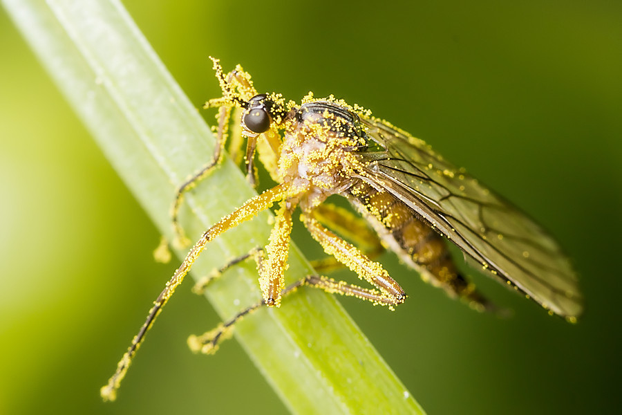 Skorpionsfliege