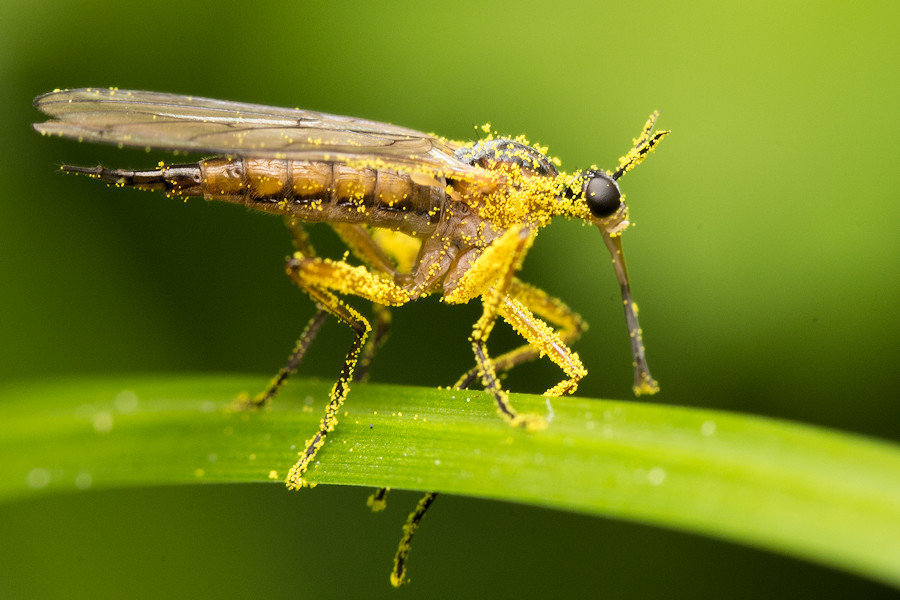 Skorpionsfliege