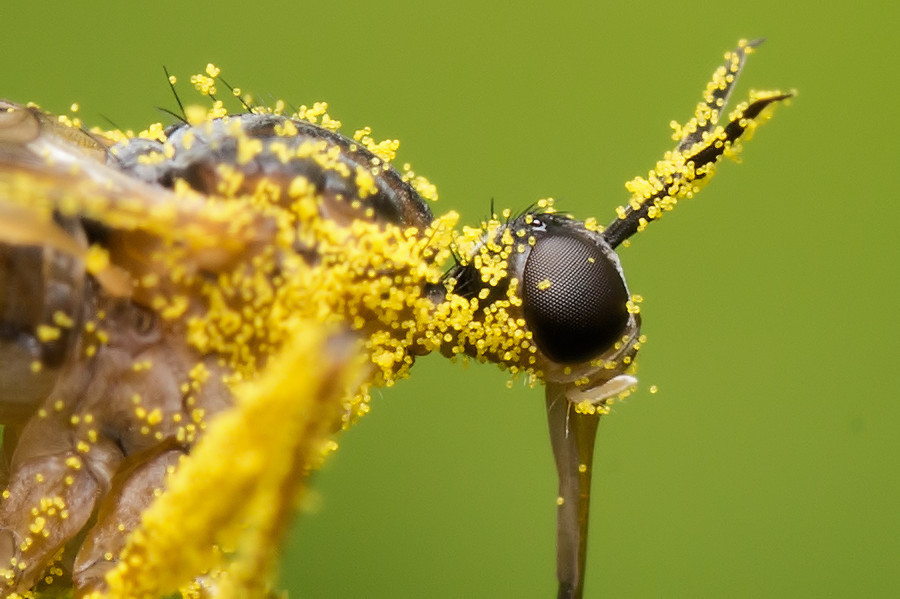 Skorpionsfliege