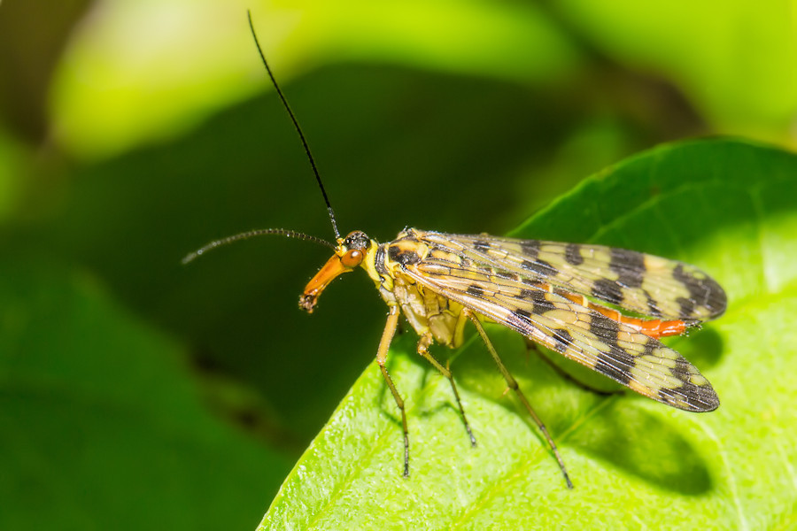 Skorpionsfliege
