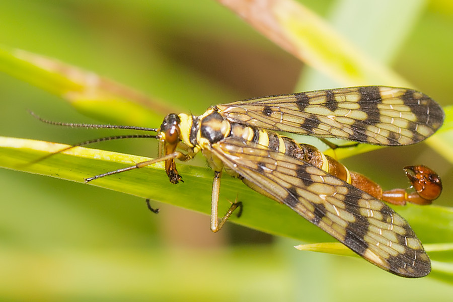Skorpionsfliege