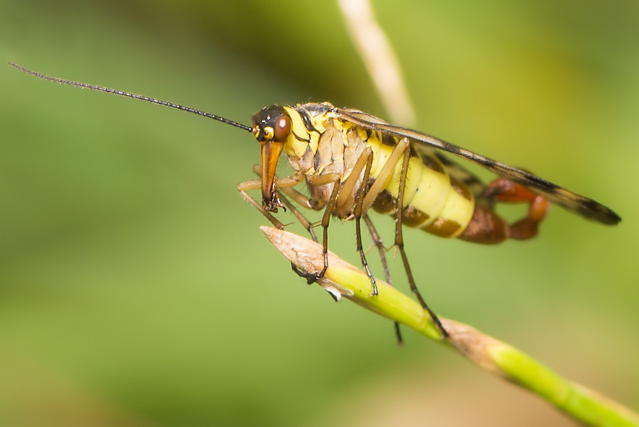 Skorpionsfliege