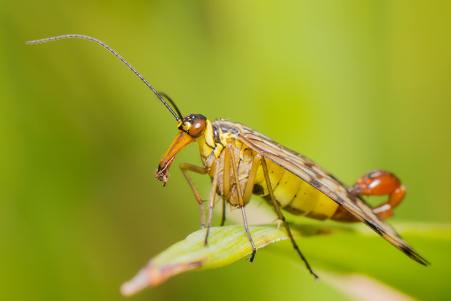 Skorpionsfliege