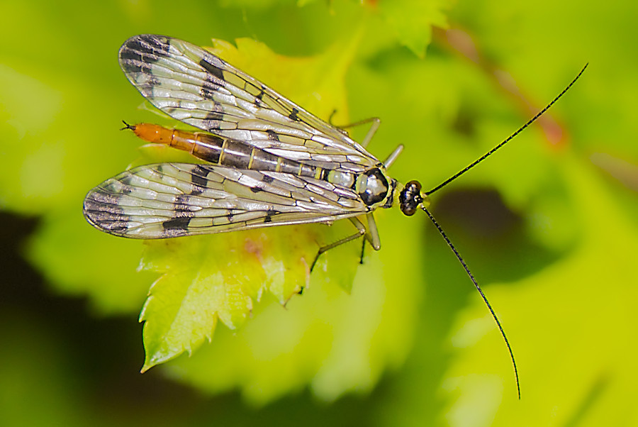 Skorpionsfliege