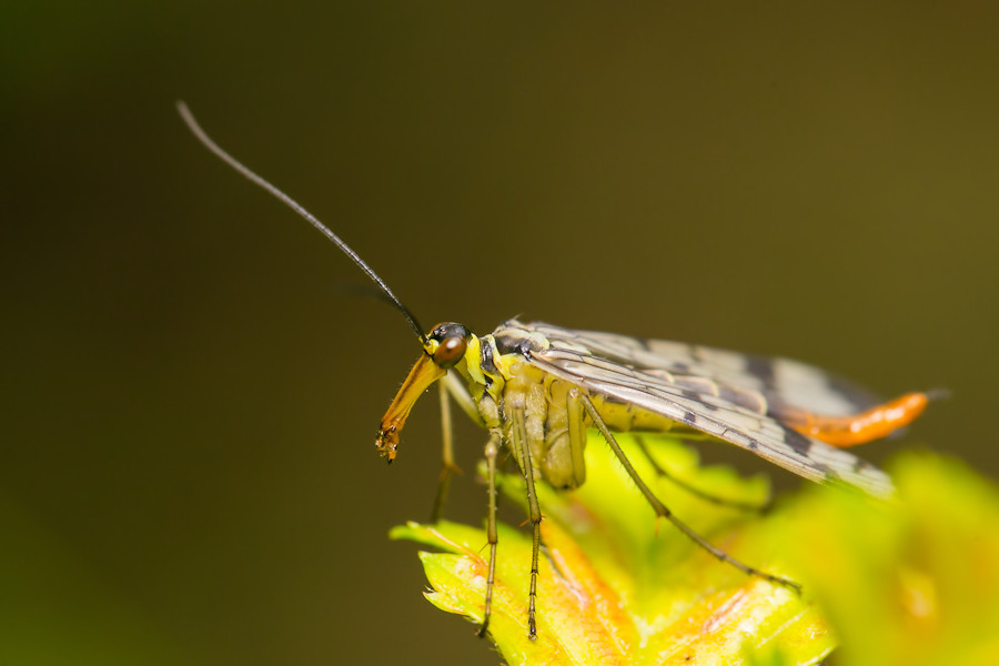 Skorpionsfliege