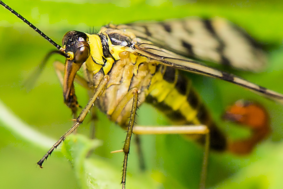 Skorpionsfliege