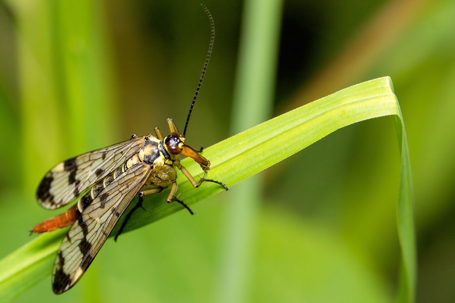 Weibliche Skorpionsfliege